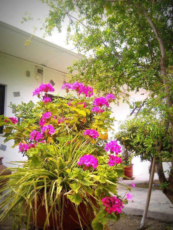 Thalassa Studios Faliraki Extérieur photo